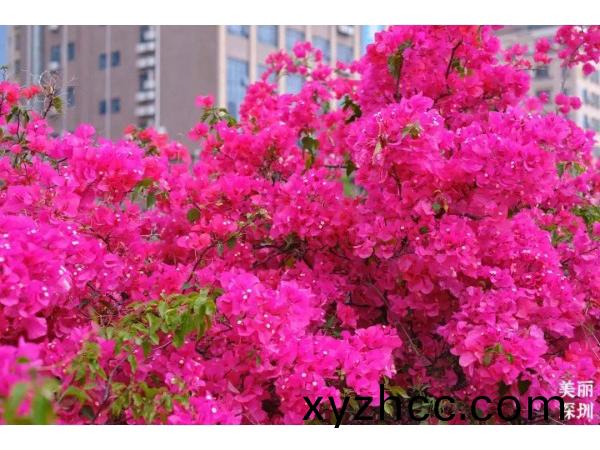 深圳(zhen)的旾(chun)天什(shen)麼(me)顔(yan)色(se)？